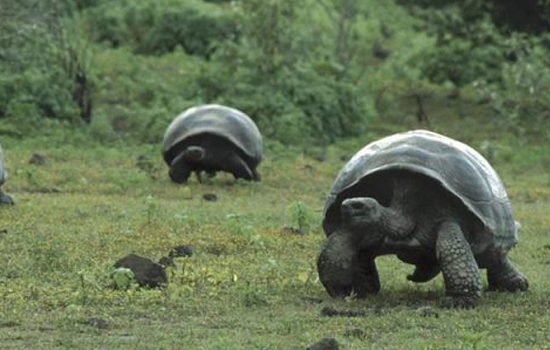 Tour Giant Tortoises in the Wild  Reserve El Chato & Lava Tunnels